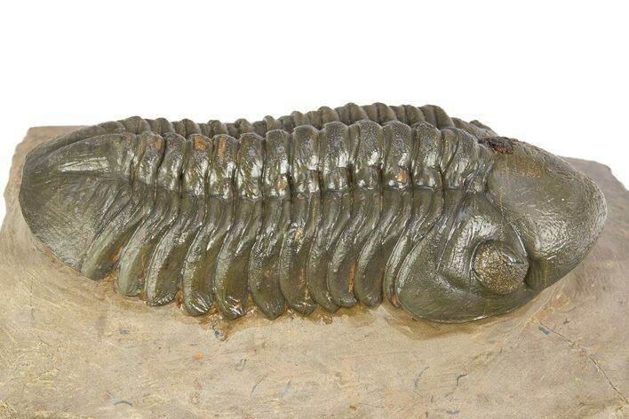 Prone Reedops Trilobite - Atchana, Morocco #312785